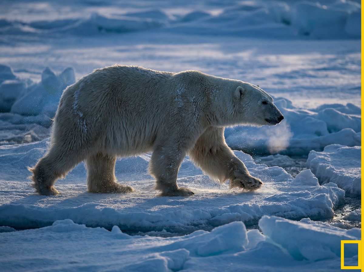 蜜芽北极熊视频社区
